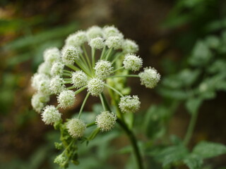 Angelica inflorescence of White fluffy flowers close-up - obrazy, fototapety, plakaty