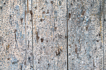 Fragment of an old green wooden door with peeling paint