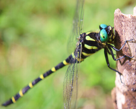 459 件の最適な オニヤンマ 画像 ストック写真 ベクター Adobe Stock