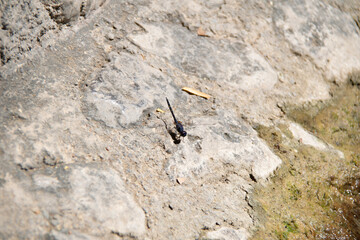 ants on the rock