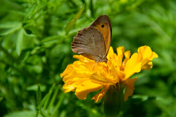 butterfly on flower