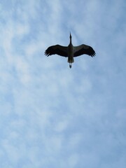 stork