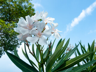 white Mediterranean laurel flowers against blue sky in summer