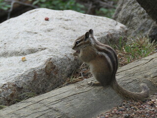 chipmunk