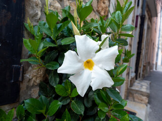 white flower against Mediterranean village backdrop in summer