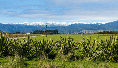 Obraz premium New Zealand Flax Winter