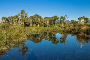 Wet Land Of New Zealand