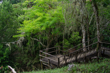 Gradas de madera en bosque. 
Sayaxé Petén, Guatemala