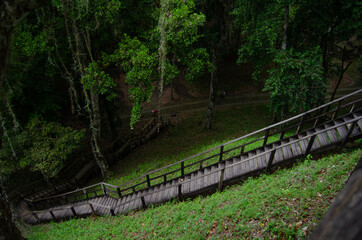 Gradas de madera en bosque.