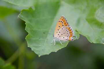 butterfly on leaf