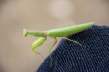 green praying mantis