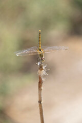 dragonfly close up