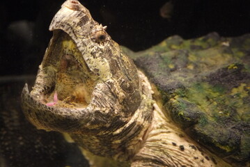 The alligator snapping turtle (Macrochelys temminckii) is the largest freshwater turtle in the...