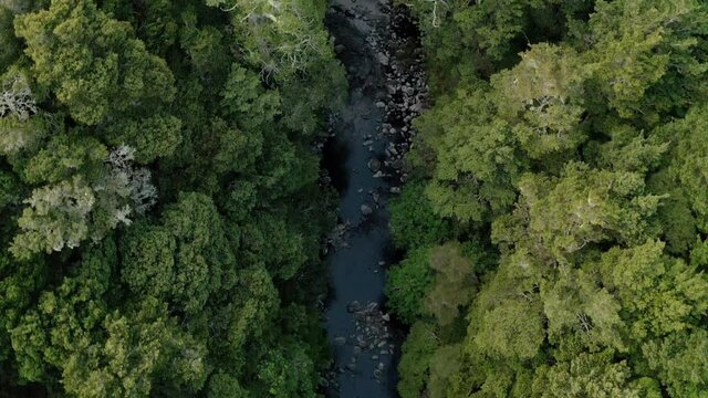 River in the wilderness of New Zealand, Forest, Coromandel