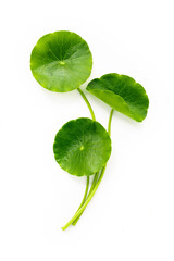 Centella asiatica leaves isolated on white background.