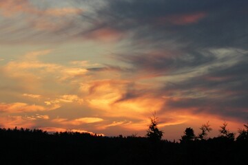 sunset in the forest