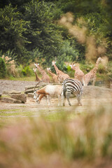 Fototapeta na wymiar Giraffe, zebras and addax standing together in zoo on a hot summers day