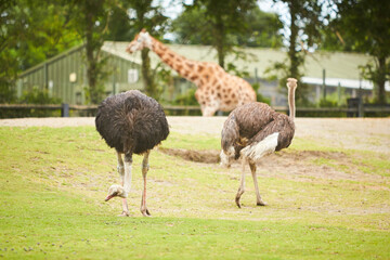 The African ostrich. (Struthio camelus) is the largest of the ratites of the earth. A family lives on the green pasture in summer.