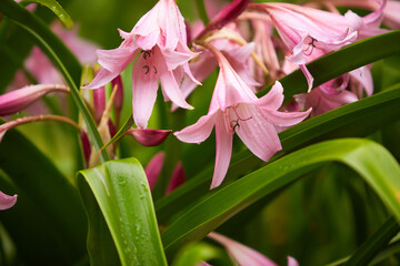Obraz premium Sizzling pink asiatic lily, a botanical beauty, isolated in a garden. Lily at the cottage in the garden. Close-up. 