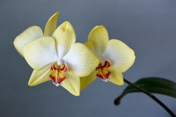 Phalaenopsis orchid flower. Stock photo of exotic tropical plant.