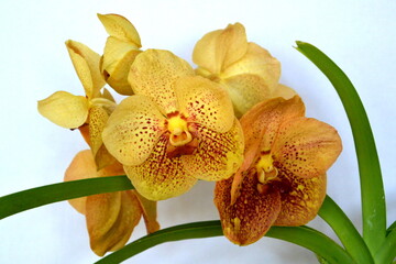 Vanda orchid flower. Stock photo of exotic tropical plant.