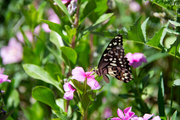 butterfly on flower