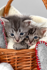 Fototapeta na wymiar Funny Pet on a cozy wicker basket. Cute pet lifestyle picture