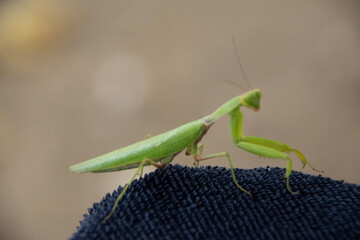 green praying mantis