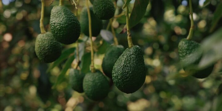 Avocado's hanging in a tree