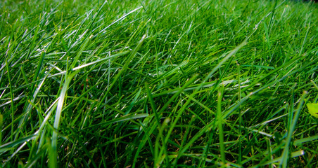 Journey to the heart of the lawn