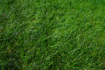 Journey to the heart of the lawn