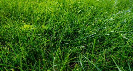 Journey to the heart of the lawn