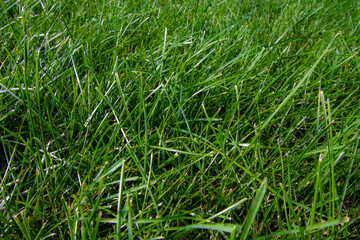 Journey to the heart of the lawn