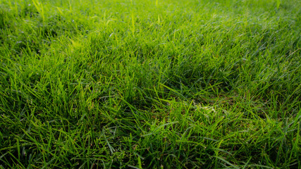 Journey to the heart of the lawn