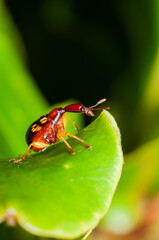 Cute and build their nest by rolling and folding host plant leaf. Giraffe Weevil. Belongs to korolyaevirhinus necopinus orientalis legalov species found mostly in Malaysia, Thailand and Vietnam
