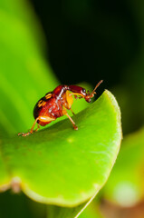 Cute and build their nest by rolling and folding host plant leaf. Giraffe Weevil. Belongs to korolyaevirhinus necopinus orientalis legalov species found mostly in Malaysia, Thailand and Vietnam