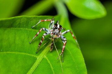 Found around homes, gardens and parks. Common Jumping Spiders. Harmless to human and good pest control.