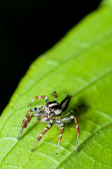 Found around homes, gardens and parks. Common Jumping Spiders. Harmless to human and good pest...
