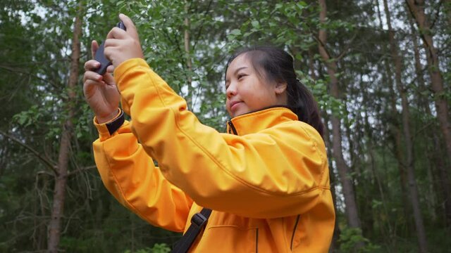 Asian black hair woman wearing yellow coat taking a photo of view in the forest and checking a picture. A lot of big trees background. Beautiful nature. Forest concept