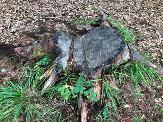 Old close-up of a large tree stump in a park or forest.