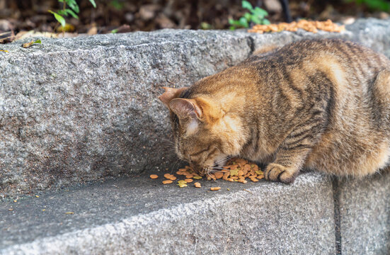 野良猫に餌付けしている写真。社会問題のイメージ。