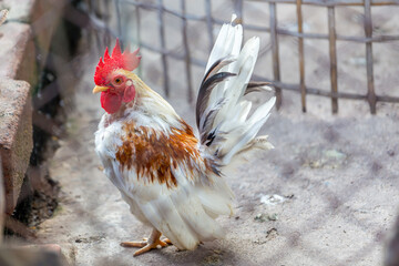 Rooster behind mesh wire fence. Selective focus.