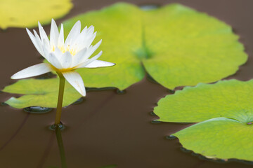 white lotus flower