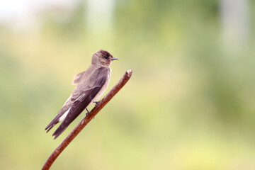 Southern Rough-winged Swallow (Stelgidopteryx ruficollis) perched on a rusty iron on a brownish background.