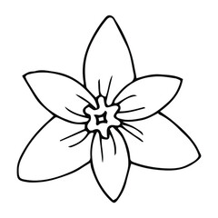Fototapeta na wymiar Hand drawn narcissus head on white background. Botanical floral vector illustration