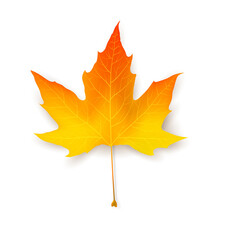 Yellow and red maple leaf. Natural plant object collection. A symbol of ecology, strength and health. Vector mesh object