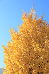 Fototapeta premium ginkgo yellow tree and blue sky in autumn 