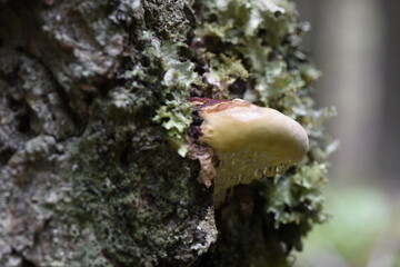 Mushroom growing on the side of a tree stump in Glacier National Park