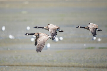 Trio of Canada Geese Flying Low Over Mudflat