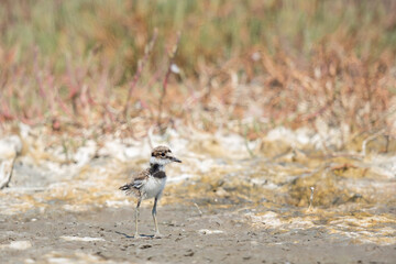 Young Killdeer Takes in His Surroundings
